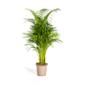 Dypsis Areca Lutescens