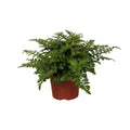 Asplenium Parvati, plant in pot