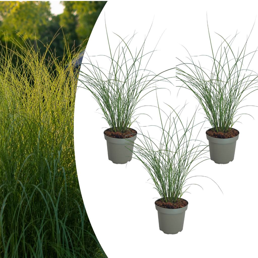 Prachtriet Gracillimus, sierlijk siergras, plant in pot