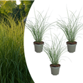 Prachtriet Gracillimus, sierlijk siergras, plant in pot