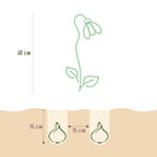 Leucojum Aestivum, groene bladeren
