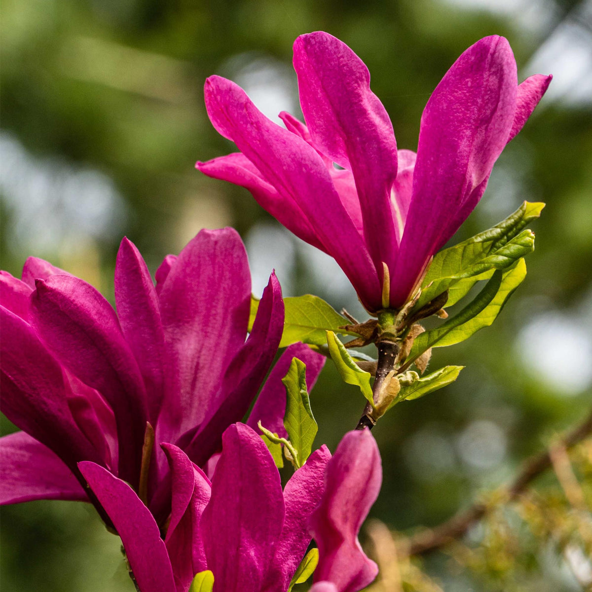 Magnolia Susan, groene bladeren