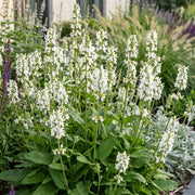 24x Stachys off. Alba - Ezeloor - Wit