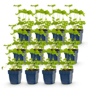 Ridderspoor (P) Black Knight, 12x met paarse bloemen