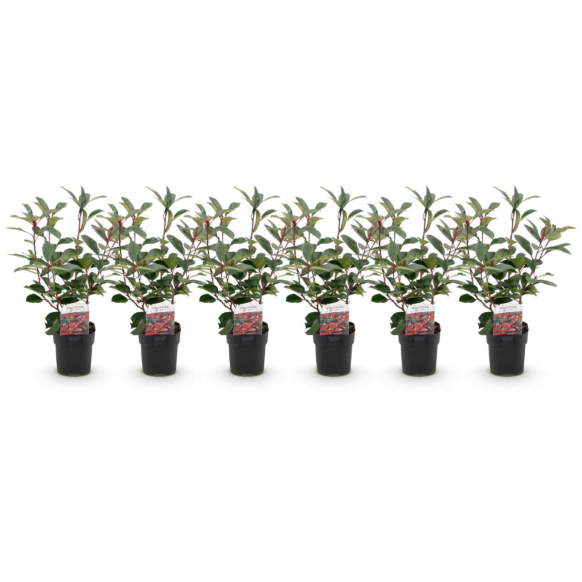 Photinia fraseri Red Robin, groene bladeren
