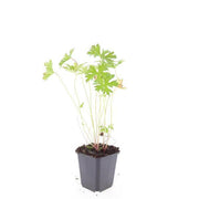 Geranium &
