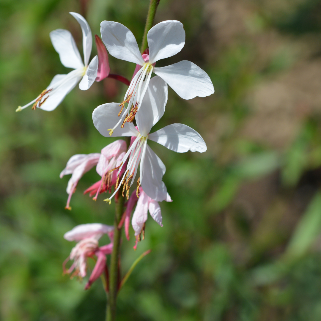 Gaura lindheimeri, kenmerkend blad