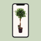 Detailfoto van Ficus Micr. Moclame