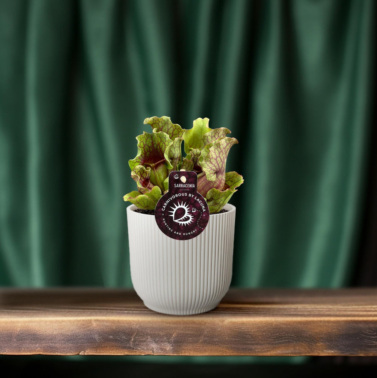 Detailfoto van Sarracenia