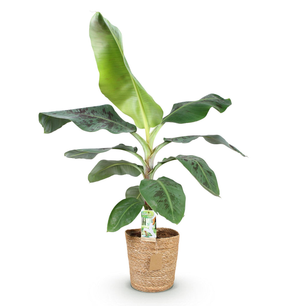 Musa acuminata Dwarf Cavendisch, kenmerkend blad
