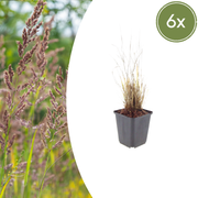 Calamagrostis brachytricha