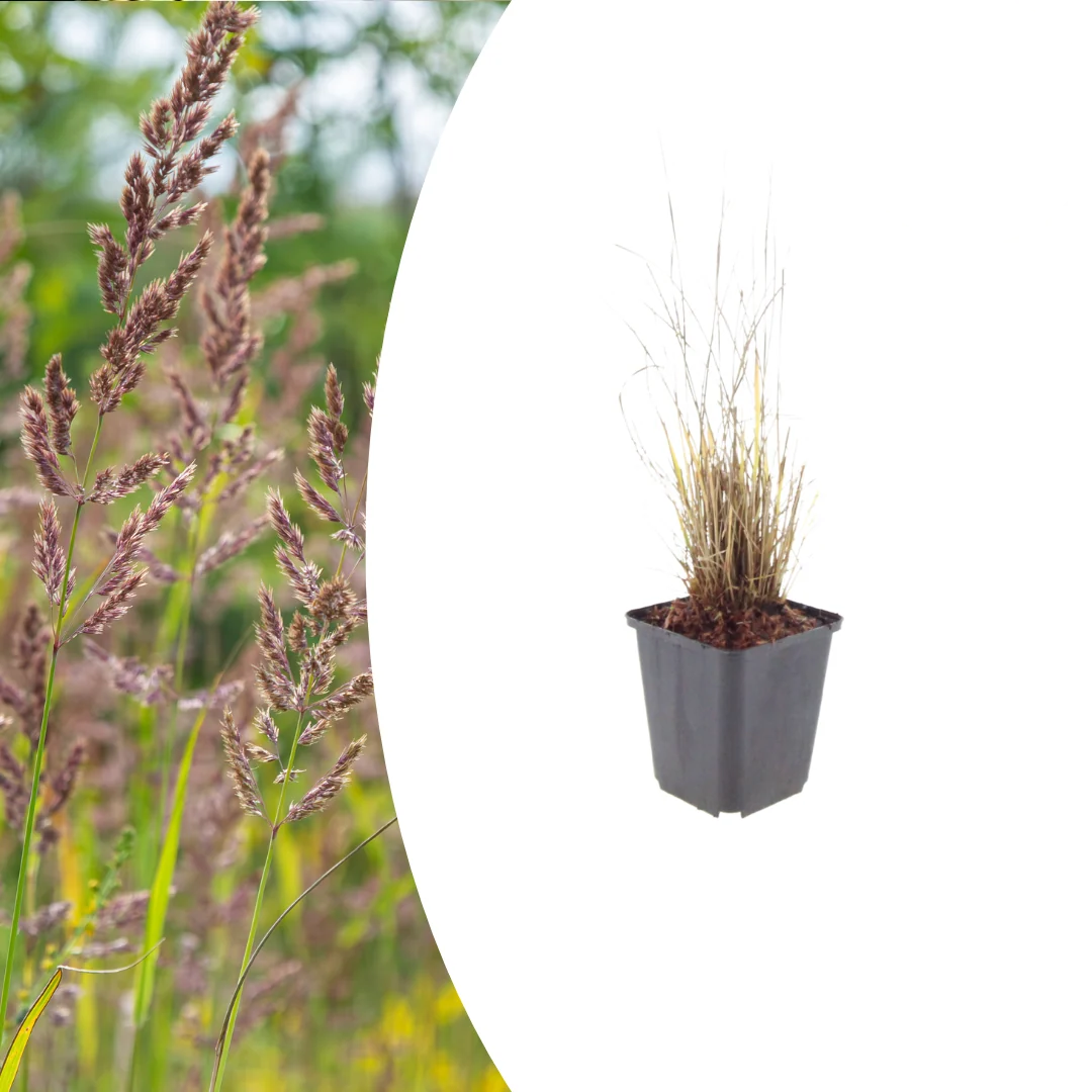 Calamagrostis brachytricha, groene bladeren