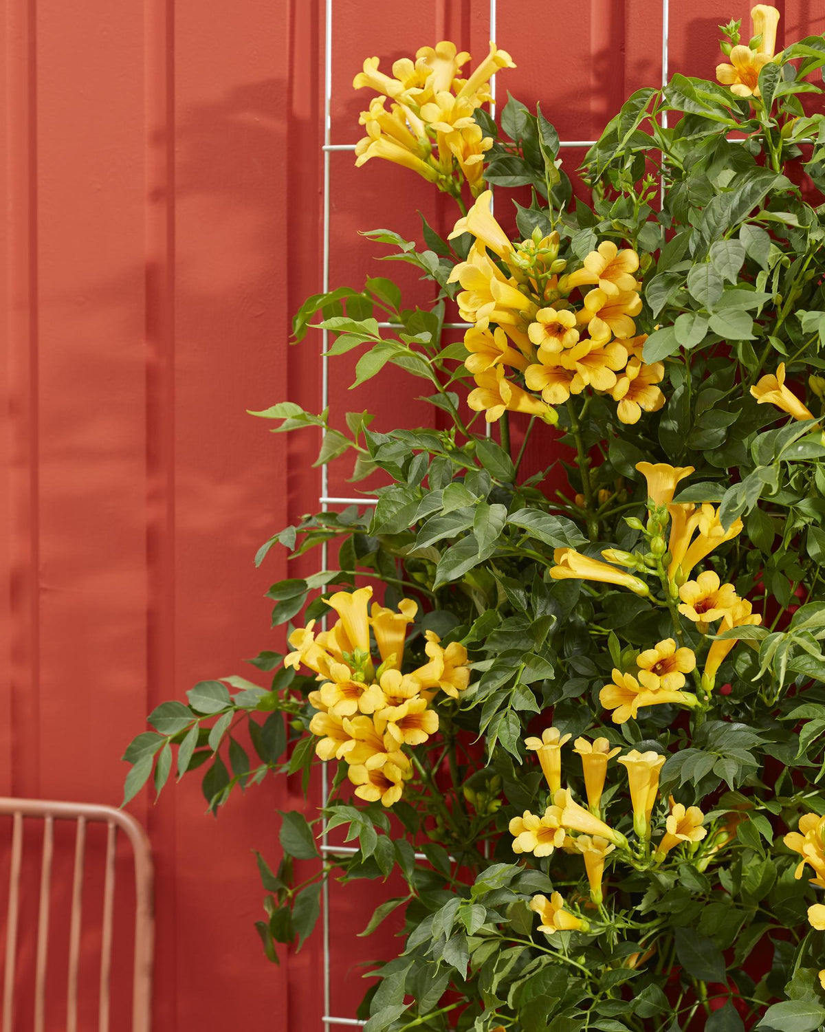 Detailfoto van 2x - Campsis Summer Jazz 'Gold Trumpet'