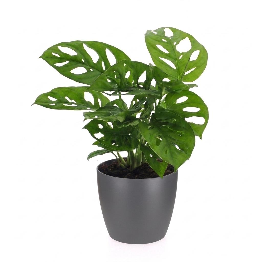 Monstera adansonii, Rhaphidophora tetrasperma met grijze pot, detail van het blad