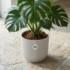 Productafbeelding van Pureplant