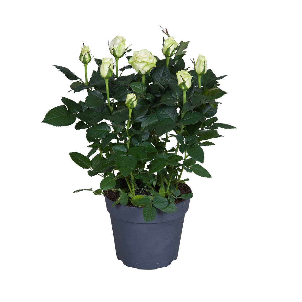 Productafbeelding van Pureplant
