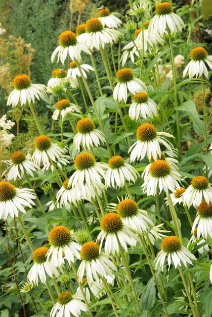 Echinacea p. &