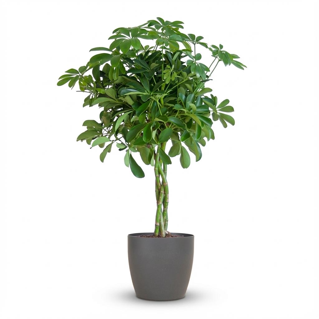 Schefflera Arab Nora met grijze pot, detail van het blad
