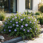 Vinca major - grote maagdenpalm, groene bladeren