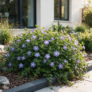 Vinca major - grote maagdenpalm