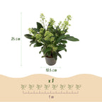 Skimmia japonica Finchy, groene bladeren