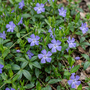 Vasteplant - Vinca minor - Maagdenpalm - Bodembedekkend - blauw - 1 Plant - Pot 11cm - Hoogte 15-25cm