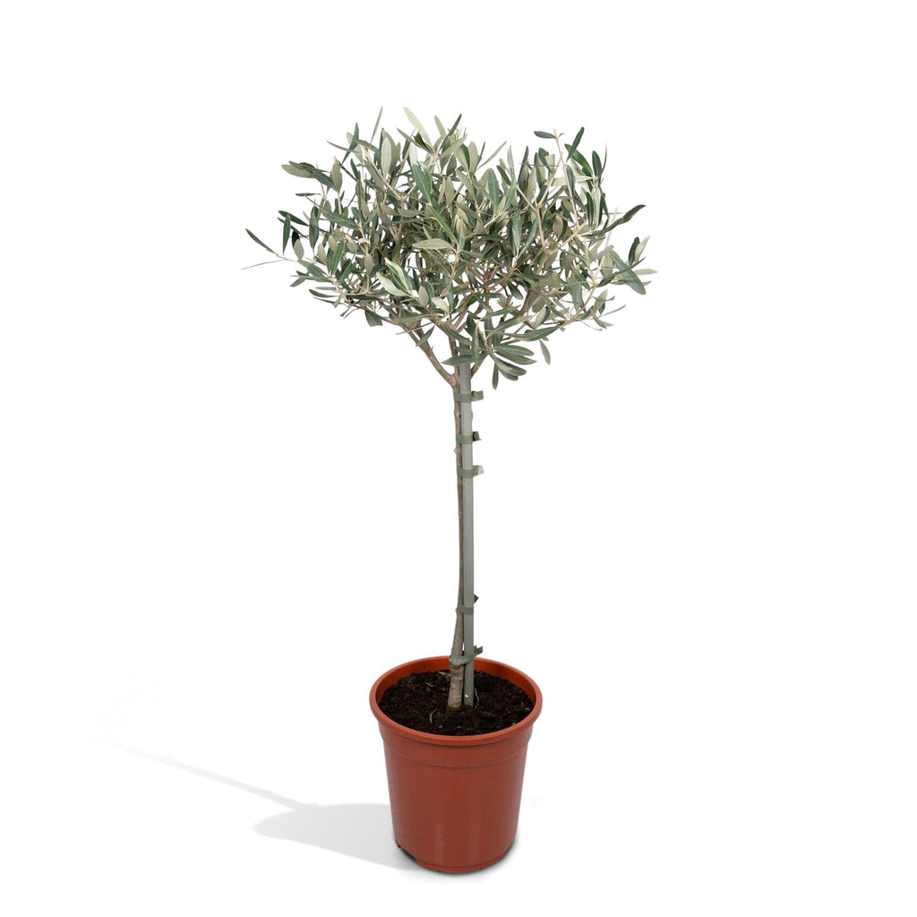 Productfoto van Olea europaea, olijfboom op stam, 90 cm hoog