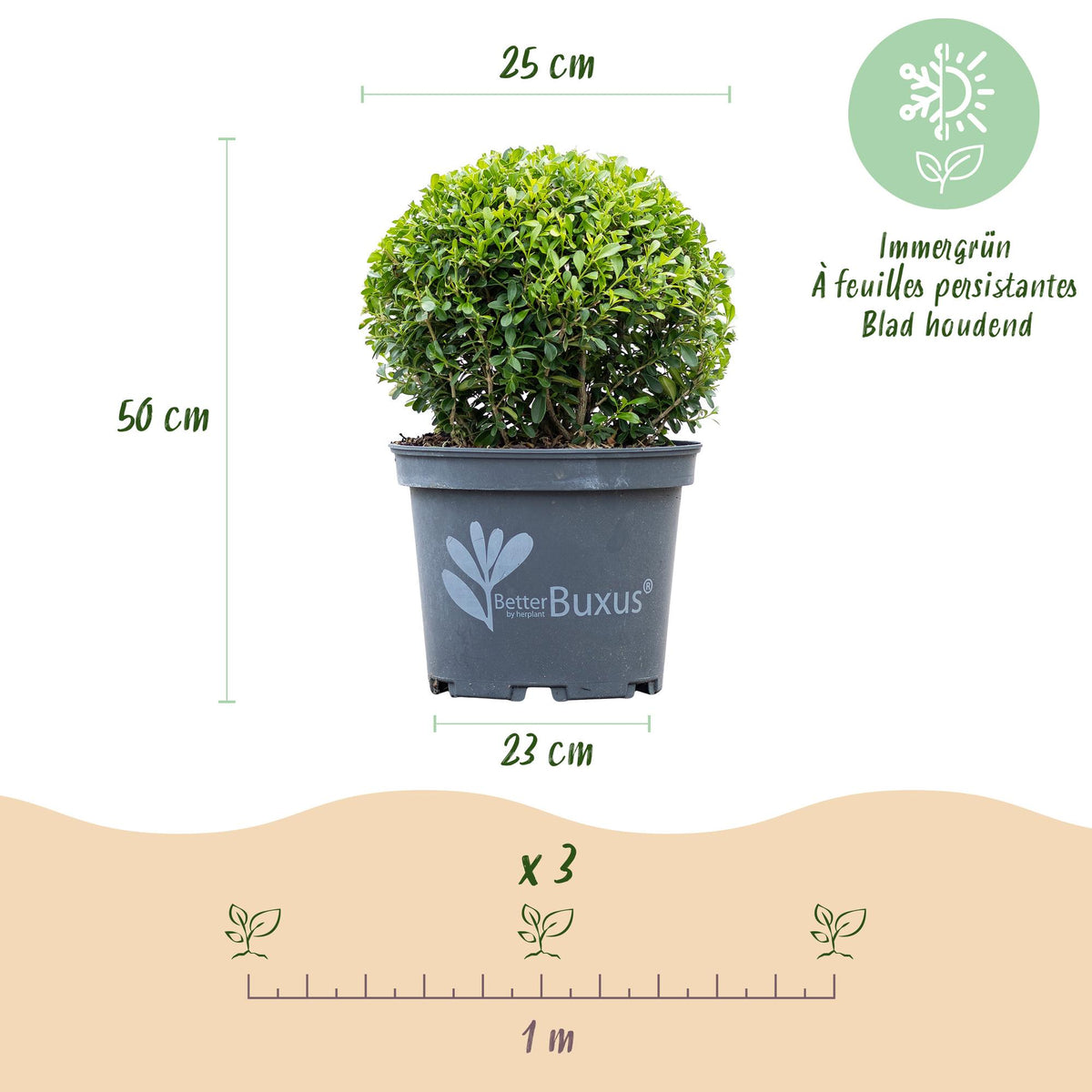 BetterBuxus Skylight, schimmelresistente buxusvervanger, pot 23 cm, decoratieve kamerplant