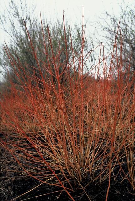 24x Cornus sang. &