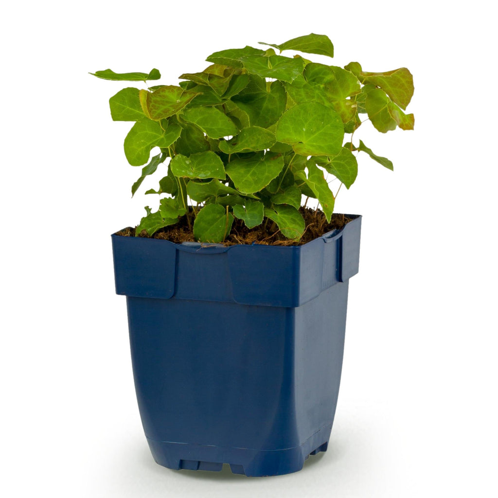 Elfenbloem Epimedium 'Frohnleiten', schaduwplant, geel, detail van het blad