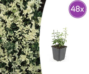 Euonymus fort. &