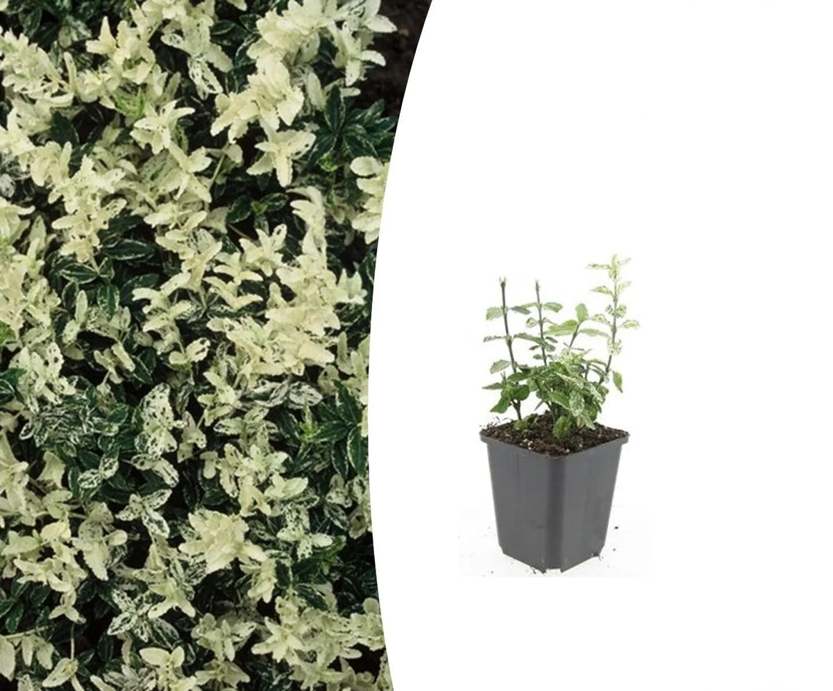Euonymus fort. 'Harlequin', plant in pot