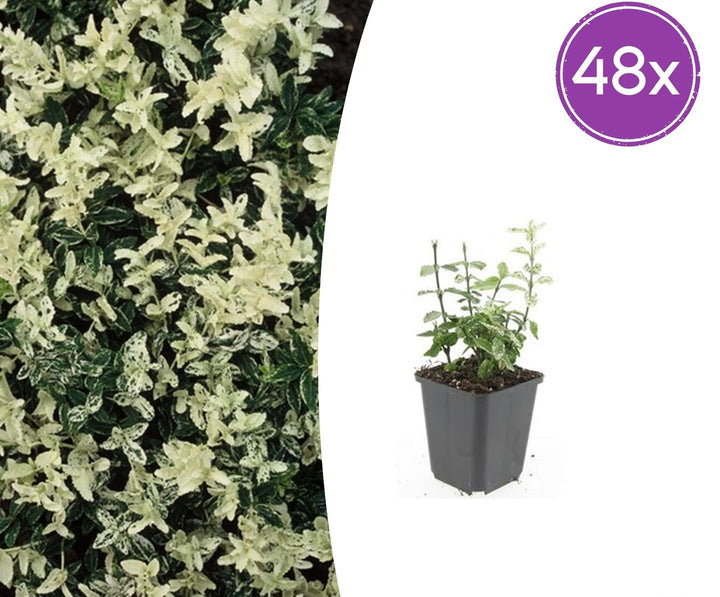 Euonymus fort. &
