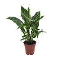 Spathiphyllum Diamond, plant in pot