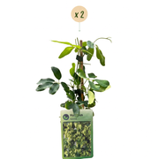 Humulus lupulus &