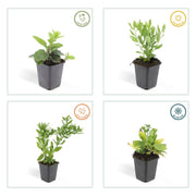 Aster ageratoides &