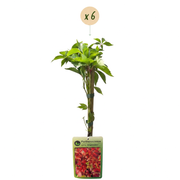 Parthenocissus quinquefolia &