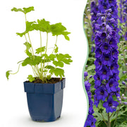 Ridderspoor (P) Black Knight, 6x met paarse bloemen