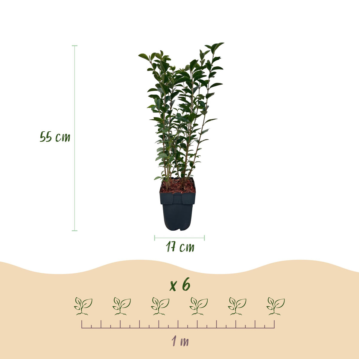 6x Ligustrum ovalifolium, groene bladeren