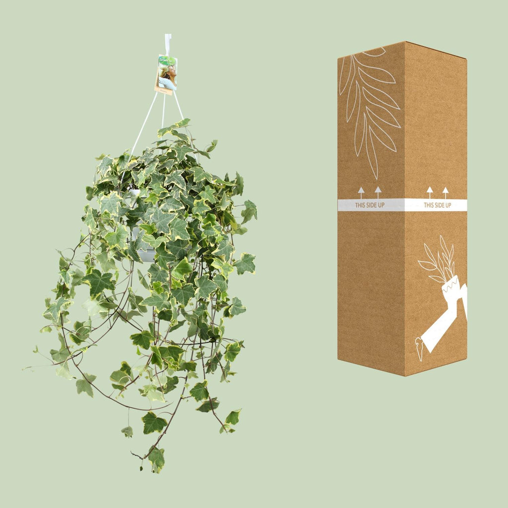 Hedera Helix Gold Child - Hang/XXL, groeiwijze van de plant