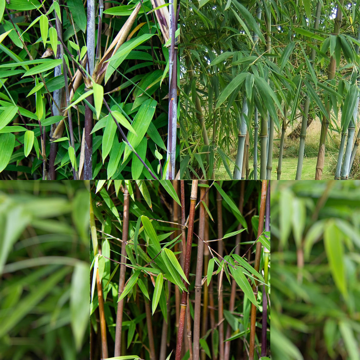 Fargesia dragon Tricolour, bladhoudende bamboe voor de tuin, groene bladeren