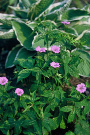 Geranium nodosum