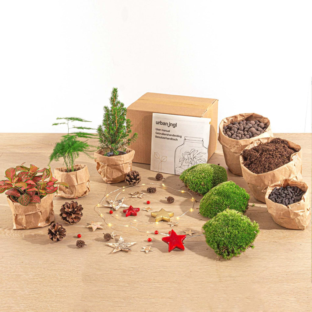Productfoto van Terrarium kerstpakket, mini-kerstboom, navulling, 3 planten