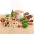 Productfoto van Terrarium kerstpakket, mini-kerstboom, navulling, 3 planten
