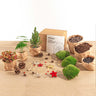 Terrarium kerstpakket, mini-kerstboom, navulling, 3 planten