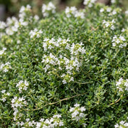 Thymus praecox Albiflorus - Witte kruiptijm - Geurend - Wit