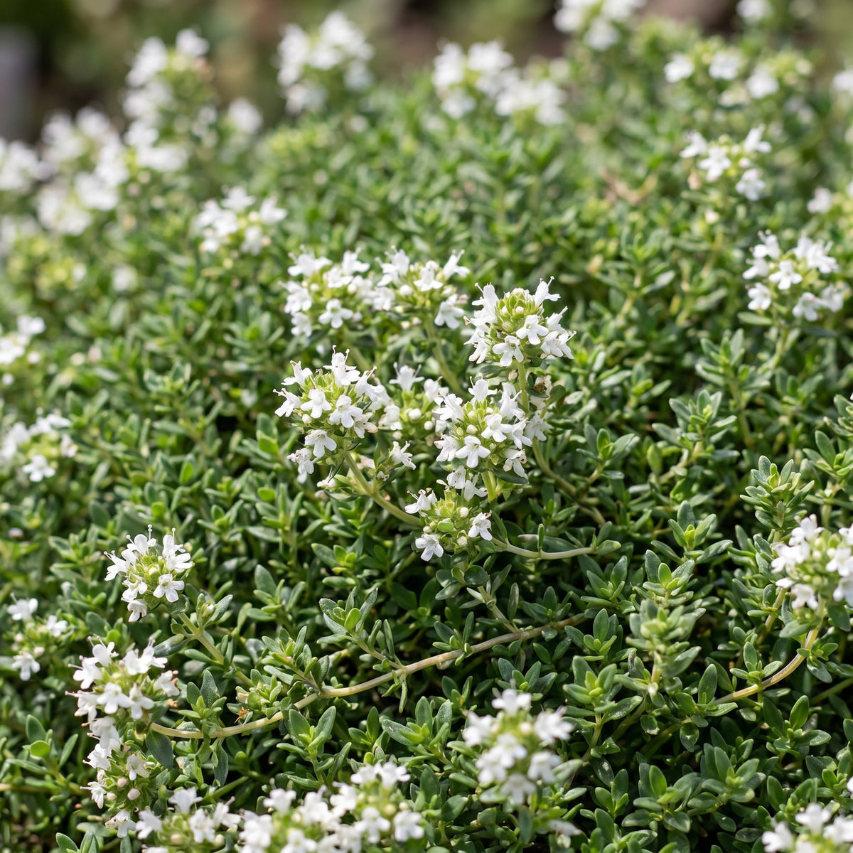 Thymus praecox Albiflorus - Witte kruiptijm - Geurend - Wit, groeiwijze van de plant