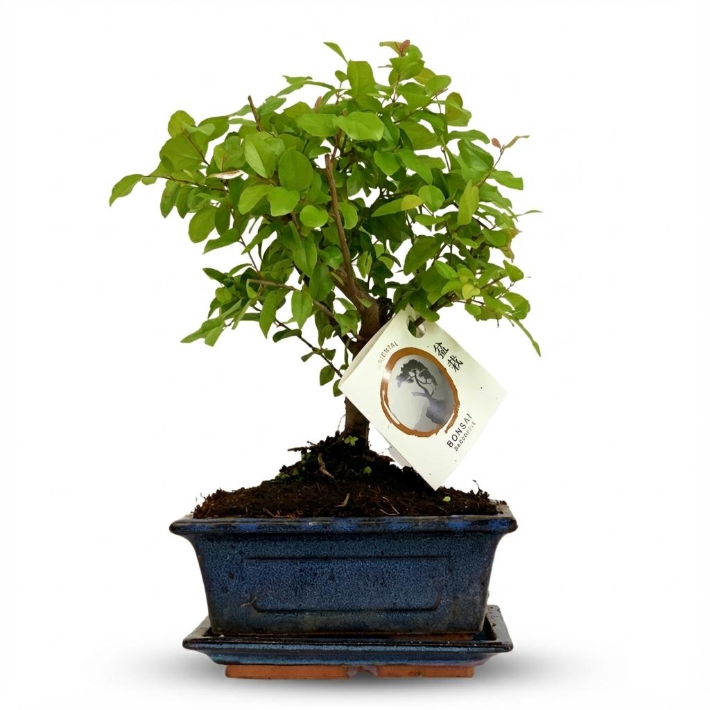 Bonsai Bol vorm Boom, detail van het blad