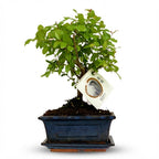 Bonsai Bol vorm Boom, detail van het blad