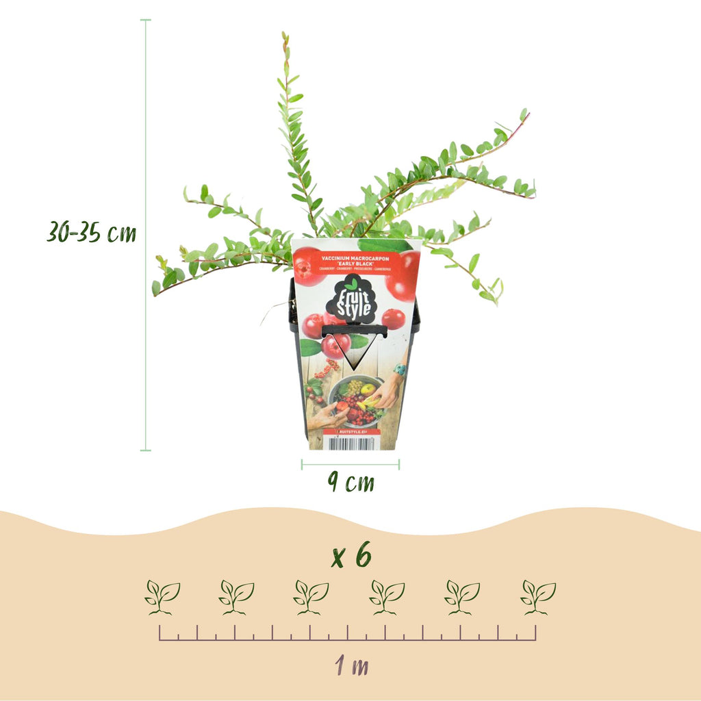 Blauwe Bes - Vaccinium macrophylla Early Black, groene bladeren